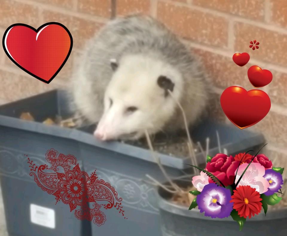 Taco the opossum