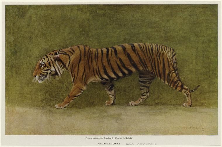 drawing of a Malayan Tiger
