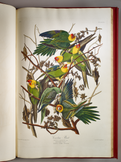 Illustrated birds in green, yellow, and orange, perched on tree branches