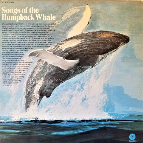 An album cover that says Songs of the Humpback Whale, and shows a grey whale breaching from the ocean.